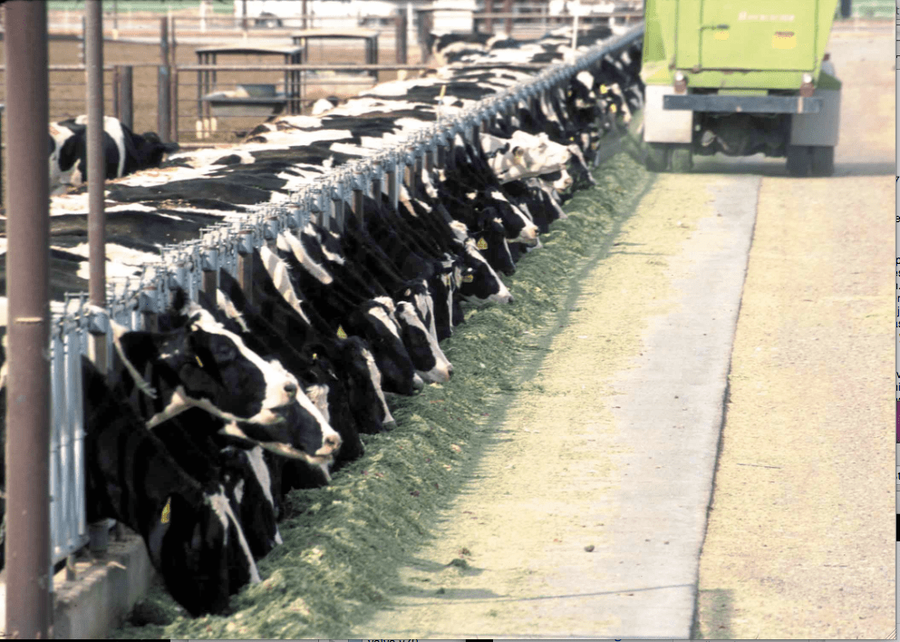 Dairy CAFO (NRCS.USDA.gov)