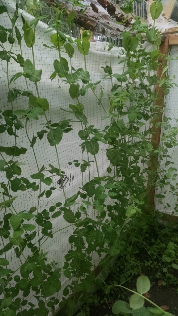 Snowpea wall GH
