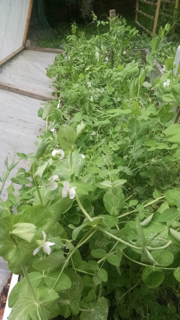 Snowpeas HH3