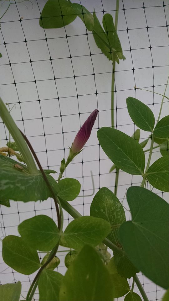 10407174_567027800102430_1870573735884746653_n