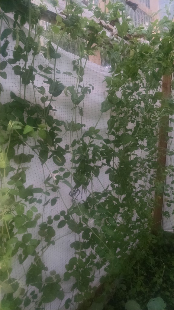 IMG_20150702_180008260