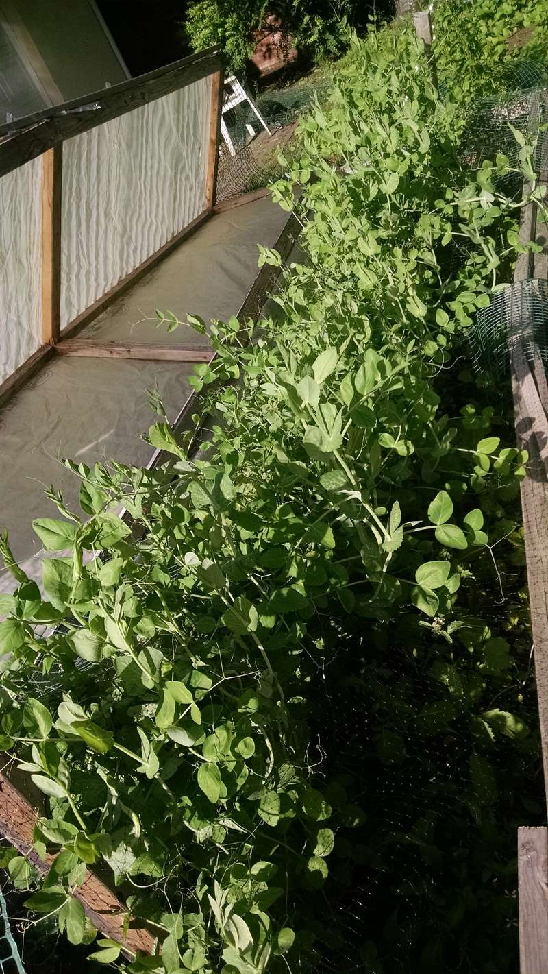 338991799478_149810221405554